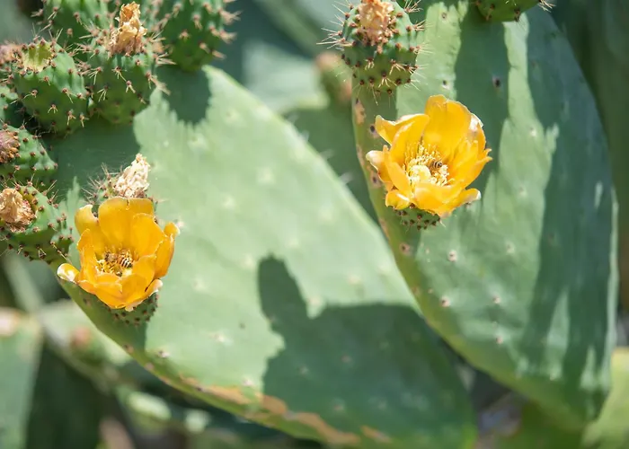 Monolocale Melograno アパート *